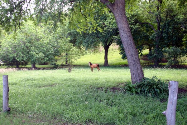 Marquesan horse, catch a wild one and you can keep it.