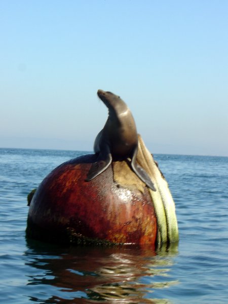Posing sealion