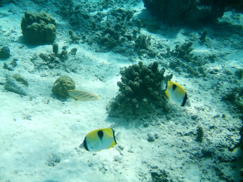 The Elste's are hooked on snorkeling!