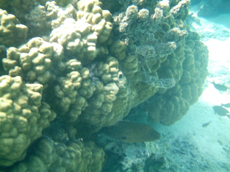 A morey eel keeping an eye on us from under his rock.