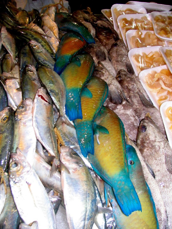 Amazing colors of parrot fish.