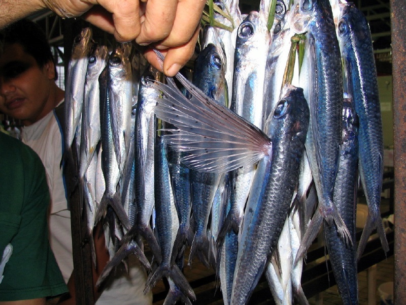 Aha! Their secret to how they fly.