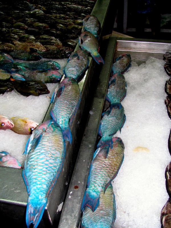 I think I saw him snorkeling the other day.