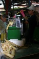 Shredding down some raw sugar cane.
