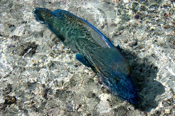A large Napoleon fish